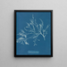 Cystoseira foeniculacea - Anna Atkins — gerahmtes Bild an der Wand