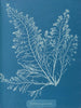 Cystoseira granulata - Anna Atkins — Ansicht des Kunstwerks