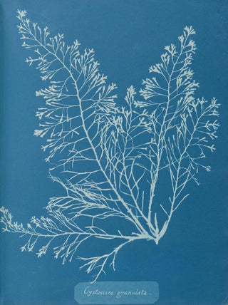 Anna Atkins - Cystoseira granulata.webp