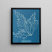 Cystoseira granulata - Anna Atkins — gerahmtes Bild an der Wand