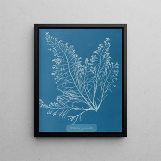 Anna Atkins - Cystoseira granulata.webp