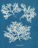 Delesseria ailée - Anna Atkins — Ansicht des Kunstwerks
