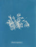 Delesseria très étroite - Anna Atkins — Ansicht des Kunstwerks