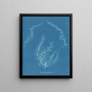 Anna Atkins - Delesseria hypoglossum.webp