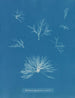 Delesseria hypoglossum in den Früchten - Anna Atkins — Ansicht des Kunstwerks