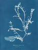Delesseria sanguinea en fruit - Anna Atkins — Ansicht des Kunstwerks