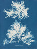 Dénudité sinueuse - Anna Atkins — Ansicht des Kunstwerks