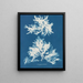 Dénudité sinueuse - Anna Atkins — gerahmtes Bild an der Wand