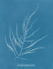 Desmarestia aculeata junges Stadium - Anna Atkins — Ansicht des Kunstwerks