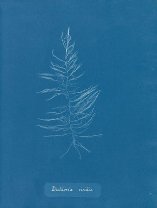 Anna Atkins - Dichloria viridis.webp