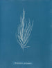 Dictyosiphon foeniculacea - Anna Atkins — Ansicht des Kunstwerks