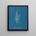 Dictyosiphon foeniculacea - Anna Atkins — gerahmtes Bild an der Wand