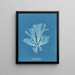 Dictyota atomaria - Anna Atkins — gerahmtes Bild an der Wand