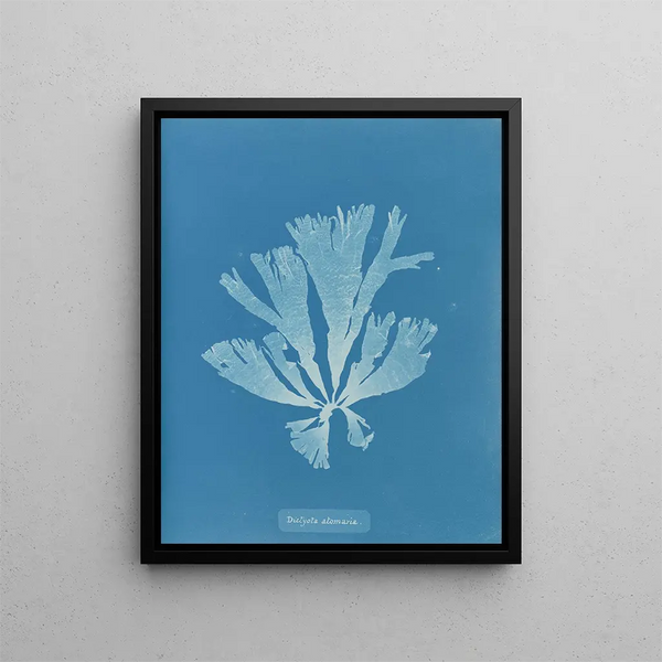 Anna Atkins - Dictyota atomaria.webp