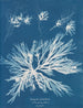 Dictyota dichotoma im jungen und fruchtbaren Zustand - Anna Atkins — Ansicht des Kunstwerks