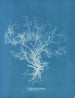 Dictyota dichotoma - Anna Atkins — Ansicht des Kunstwerks