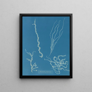 Anna Atkins - Dumontia filiformis.webp