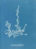 Ectocarpus landsburghii - Anna Atkins — Ansicht des Kunstwerks