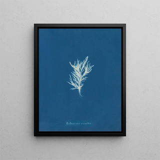 Anna Atkins - Ectocarpus crinitus.webp