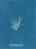 Ectocarpus granulosus - Anna Atkins — Ansicht des Kunstwerks