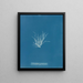 Ectocarpus granulosus - Anna Atkins — gerahmtes Bild an der Wand