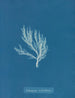 Ectocarpus siliculosus - Anna Atkins — Ansicht des Kunstwerks