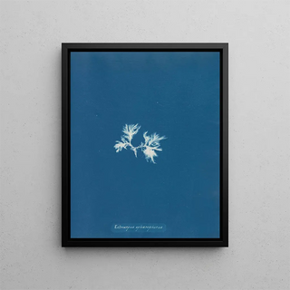 Anna Atkins - Ectocarpus sphaerophorus.webp