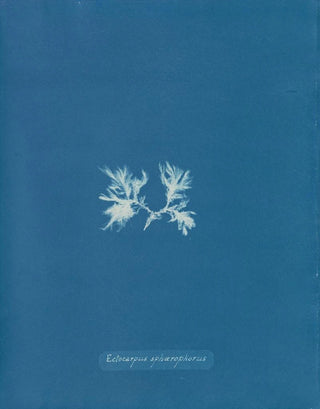 Anna Atkins - Ectocarpus sphrophorus.webp