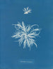 Ectocarpus tomentosus - Anna Atkins — Ansicht des Kunstwerks