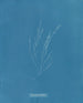 Élaionema villosum - Anna Atkins — Ansicht des Kunstwerks