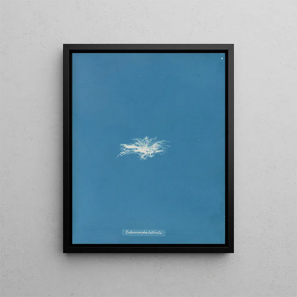 Anna Atkins - Enteromorpha clathrata.webp