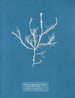 Fucus aruginosus Turner Mer Rouge Lissabon Neu in Großbritannien - Anna Atkins — Ansicht des Kunstwerks