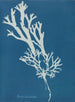 Fucus ceranoïdes - Anna Atkins — Ansicht des Kunstwerks