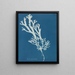 Fucus ceranoïdes - Anna Atkins — gerahmtes Bild an der Wand