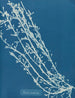Fucus nodosus - Anna Atkins — Ansicht des Kunstwerks