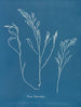 Bourdon tuberculeux - Anna Atkins — Ansicht des Kunstwerks