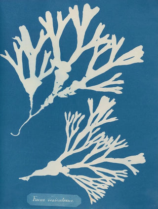 Anna Atkins - Fucus vesiculosus.webp