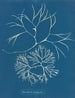 Furcellaria fastigiata - Anna Atkins — Ansicht des Kunstwerks