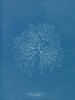 Gelideum corneum penné var. - Anna Atkins — Ansicht des Kunstwerks