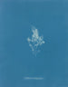 Glace cartilagineuse - Anna Atkins — Ansicht des Kunstwerks