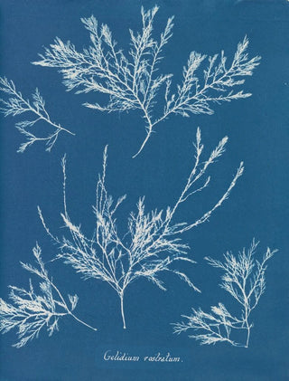 Anna Atkins - Gelidium rostratum.webp