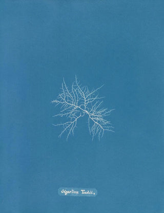 Anna Atkins - Gigartina Teedii.webp