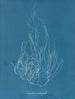 Gigartina acicularis - Anna Atkins — Ansicht des Kunstwerks
