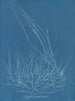 Gigartina confervoides - Anna Atkins — Ansicht des Kunstwerks