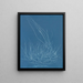 Gigartina confervoides - Anna Atkins — gerahmtes Bild an der Wand
