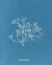 Gigartina pistillata - Anna Atkins — Ansicht des Kunstwerks