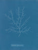 Gigartina purpurascens - Anna Atkins — Ansicht des Kunstwerks