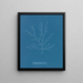 Gigartina purpurascens - Anna Atkins — gerahmtes Bild an der Wand