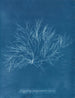 Großes lila Rosen-Gemälde in Frucht - Anna Atkins — Ansicht des Kunstwerks