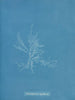 Gloiosiphonia capillaris - Anna Atkins — Ansicht des Kunstwerks